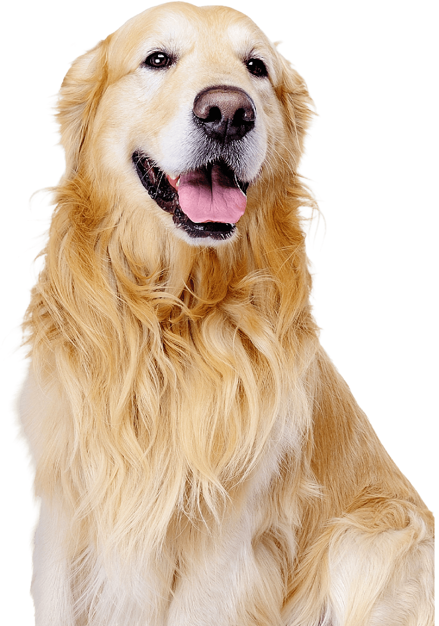 NanoCHIP ID Dog