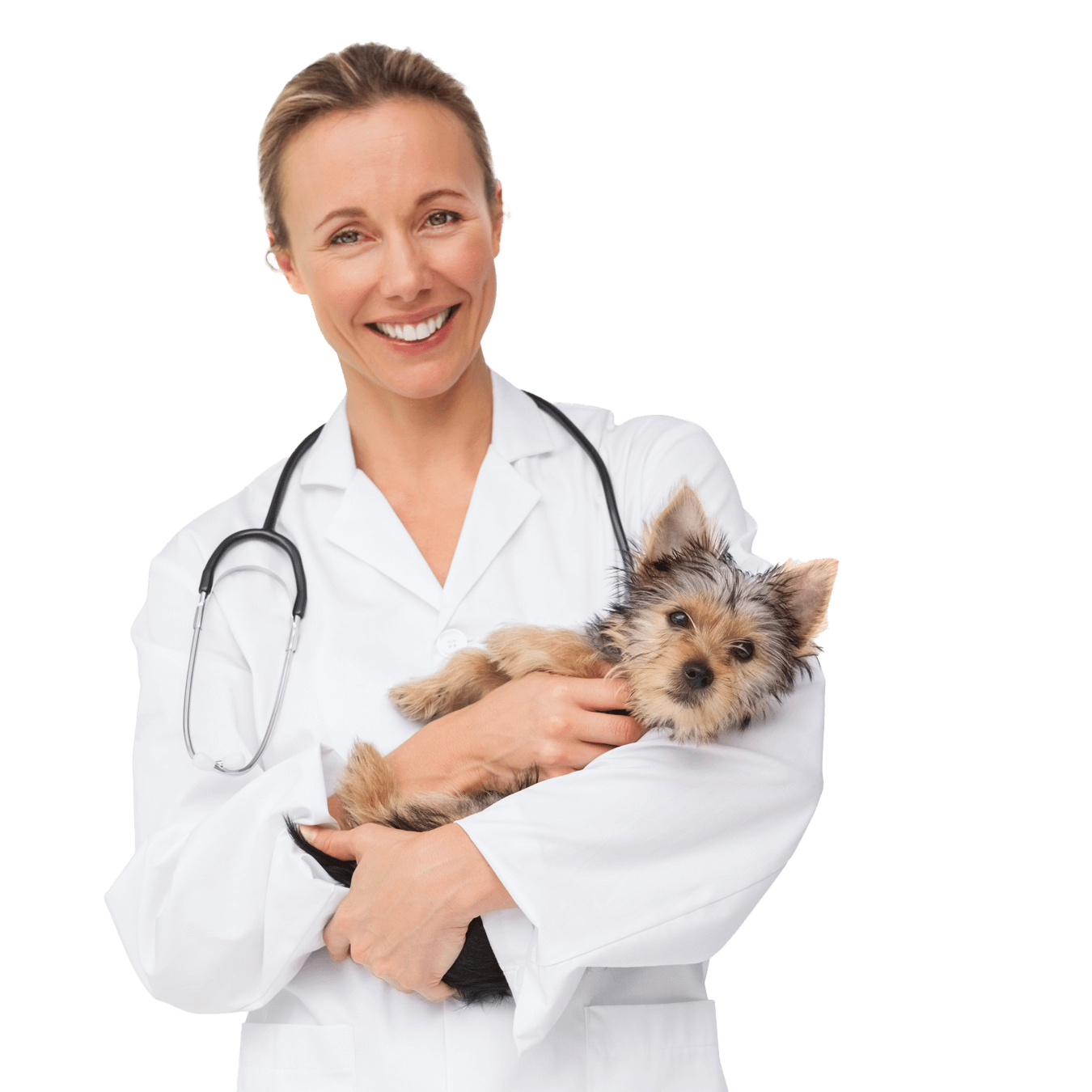 nanochip veterinarian